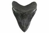 Serrated, Fossil Megalodon Tooth - South Carolina #135450-2